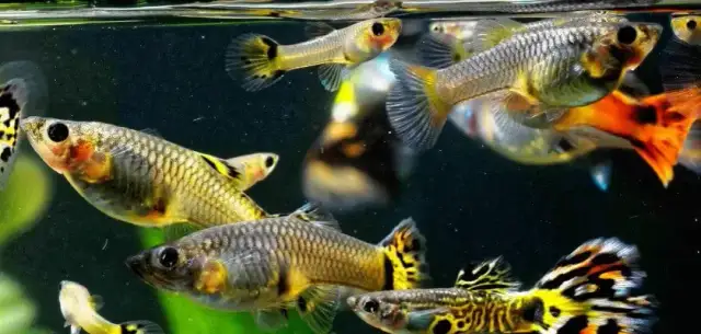 Jak rozpoznać ciążę u gupika - ważne objawy i porady dla akwarystów