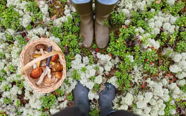 Jakie grzyby w lesie świerkowym: poznaj jadalne i trujące gatunki