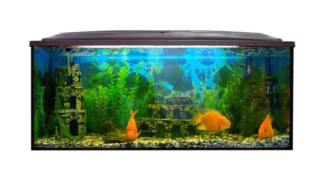 Gdzie kupić rybki akwariowe w Warszawie? Sprawdź najlepsze sklepy!