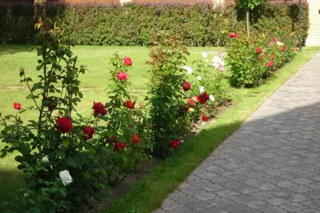 Jak uprawiać róże: skuteczne techniki pielęgnacji i sadzenia