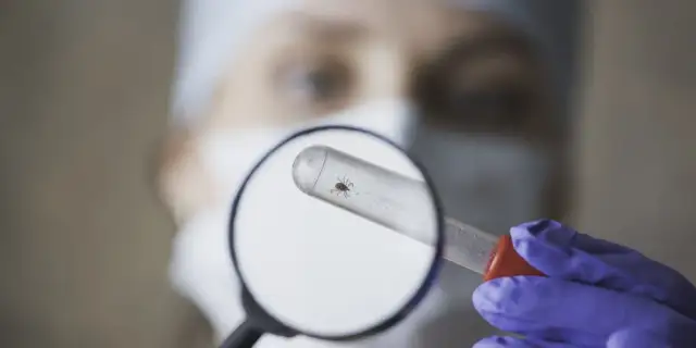 Co to jest nimfa kleszcza i dlaczego jest niebezpieczna dla zdrowia