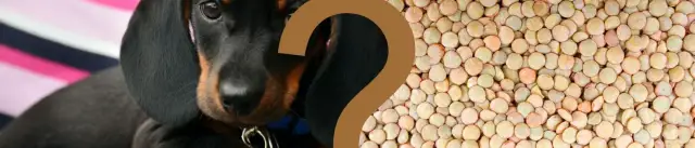 Czy pies może jeść groch? Zaskakujące fakty o bezpieczeństwie tego pokarmu.