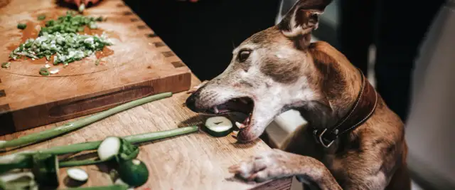 Czy pies może jeść cukinię? Praktyczne zasady bezpiecznego podawania