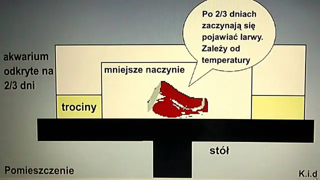 Jak wyhodować białe robaki na ryby i uniknąć najczęstszych błędów