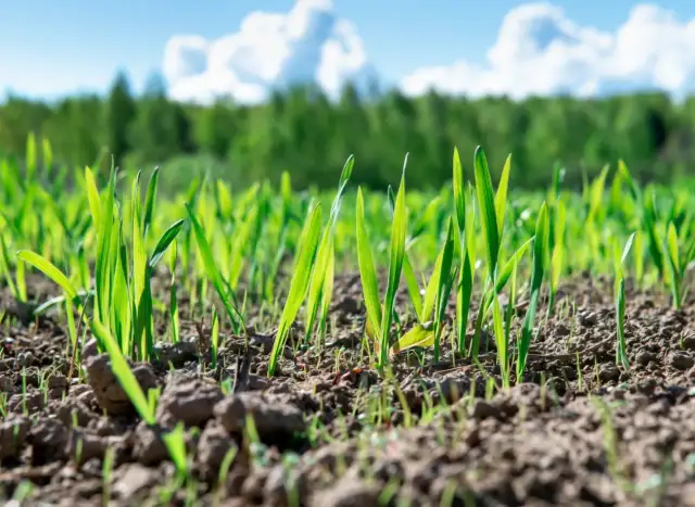 Jak siać żyto na poplon, by poprawić zdrowie gleby i plony
