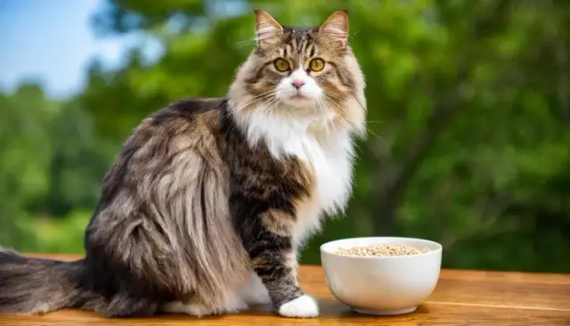Czy koty mogą jeść kaszę? Poznaj fakty i zagrożenia dla zdrowia