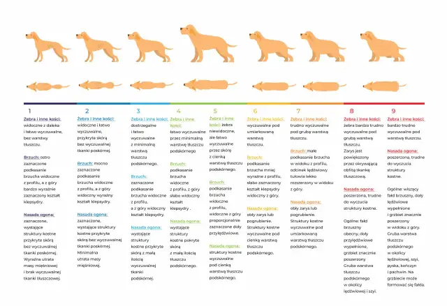 Ile karmy podawać szczeniakowi? Kluczowe informacje o diecie szczeniaków