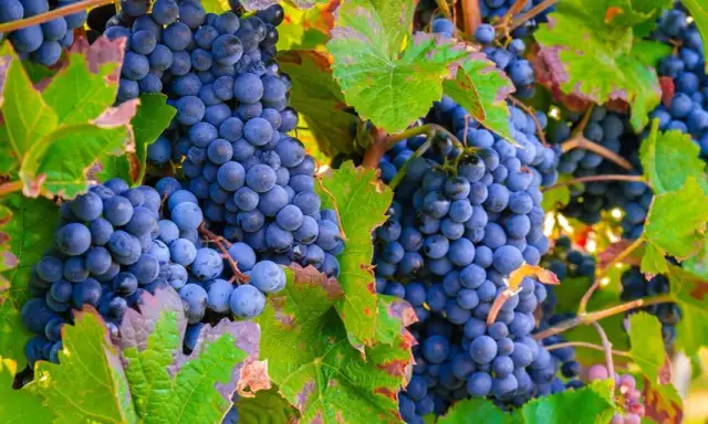 Prosty sposób na sok z winogron bez sokownika – domowy przepis krok po kroku