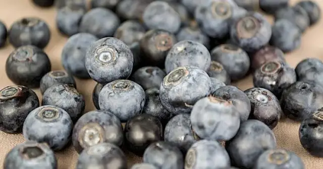 Ile kalorii mają jagody? Wartość odżywcza i korzyści dla zdrowia