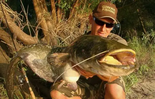 Najlepsze przynęty spinningowe na suma – skuteczne techniki łowienia