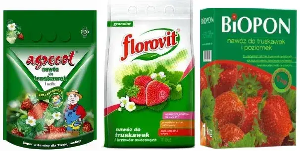 Jakie nawozy stosować pod truskawki, aby uzyskać zdrowe plony?