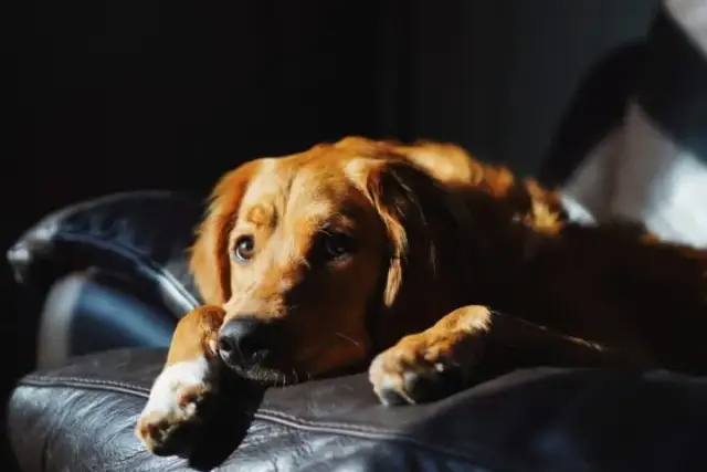 Jak oduczyć ssać pierś w nocy: 8 skutecznych metod dla rodziców