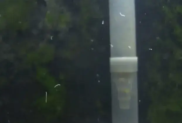 Skuteczne metody na nicienie w akwarium – jak się pozbyć problemu