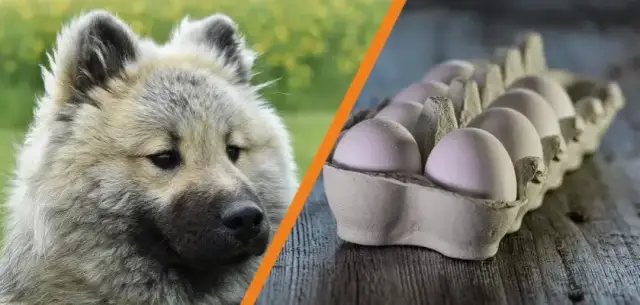 Czy pies może jeść surowe jajko? Poznaj fakty i zagrożenia