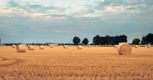Jakie są najnowsze trendy w sprzedaży pszenicy? Analiza GUS