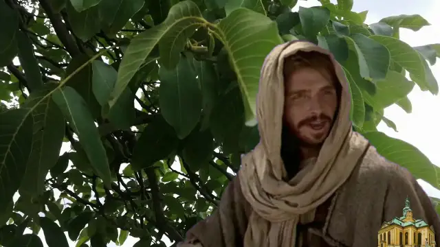 Przypowieść o chwaście: znaczenie, interpretacja i praktyczne wnioski dla życia