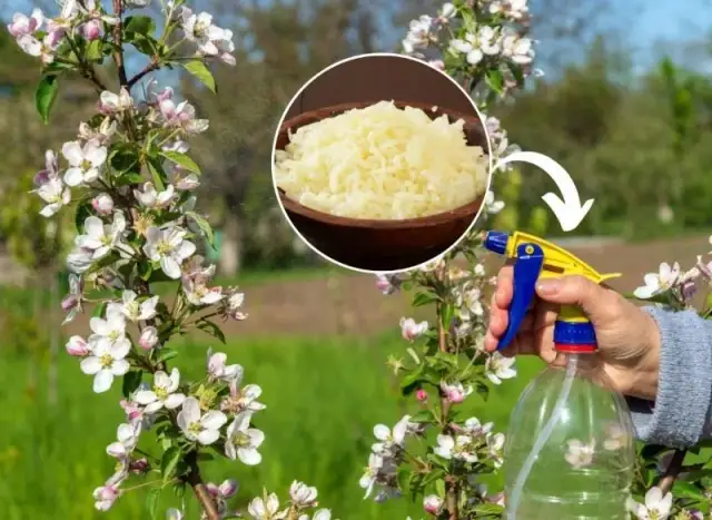 Jakie nawozy na wiosnę pod drzewa owocowe zapewnią zdrowe plony?