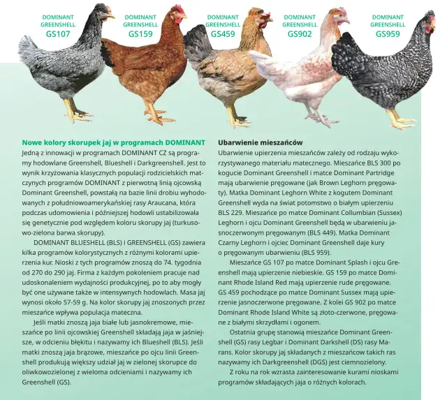 Rasowe kury: cechy, popularne rasy i hodowla - co warto wiedzieć