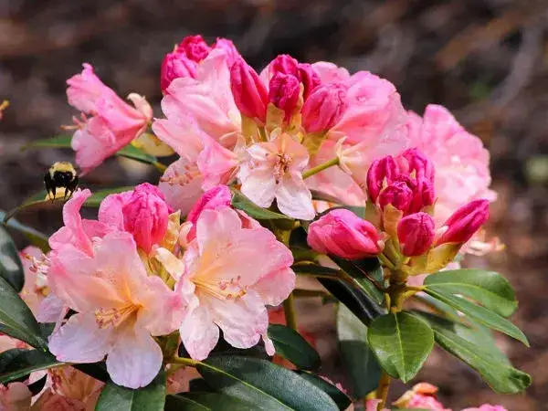 Jak wygląda azalia ogrodowa - poznaj wszystkie cechy tej pięknej rośliny