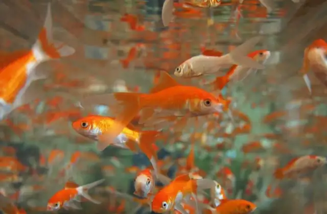 Gdzie kupić akwarium? Najlepsze sklepy i porady zakupowe