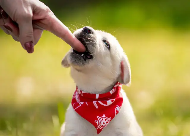 Czy pies pogryzie szczeniaka? poznaj bezpieczeństwo ich interakcji