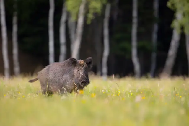Jak odstraszyć dziki z ogrodu: 7 skutecznych metod ochrony