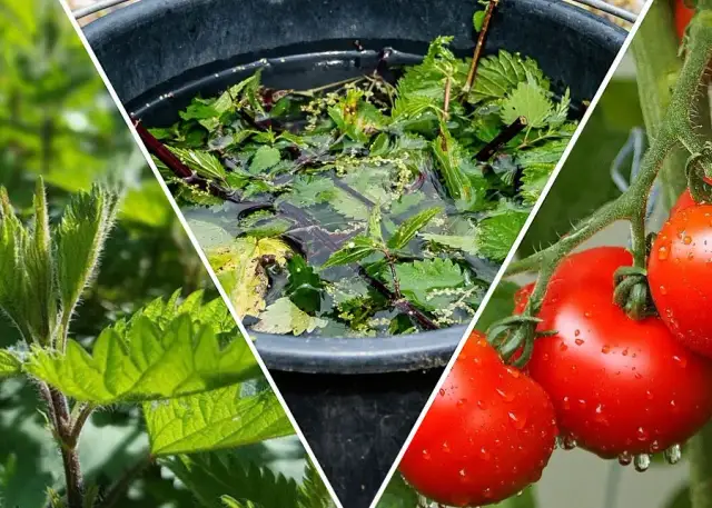 Jak zrobić nawóz z pokrzyw do pomidorów i uniknąć błędów w uprawie