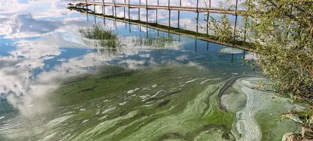 Eutrofizacja – zjawisko, które niszczy nasze wody i ekosystemy