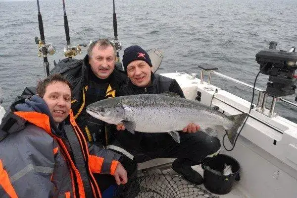 Czy łosoś żyje w Bałtyku? Odkryj jego tajemnice i migrację