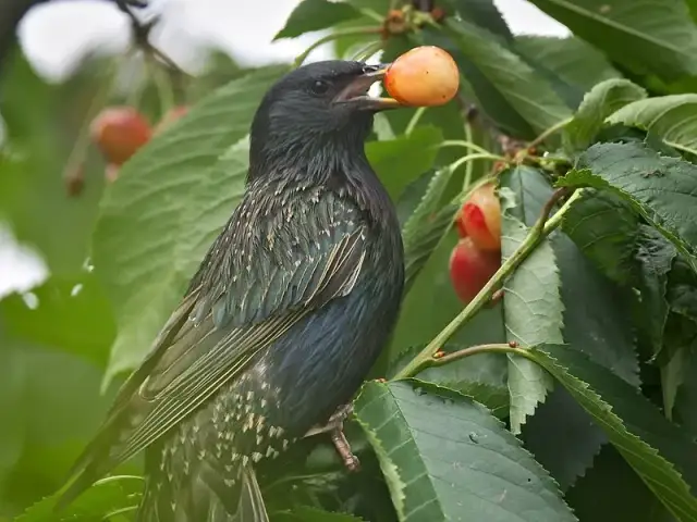 Skuteczne sposoby na odstraszenie ptaków z czereśni i ochronę owoców