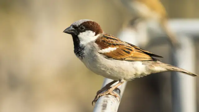 Dlaczego nie ma wróbli? Oto zaskakujące przyczyny ich znikania
