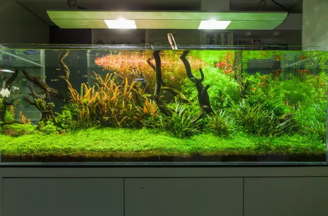 Jakie oświetlenie do akwarium? Najlepsze rozwiązania dla ryb