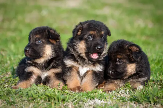 Jak wyglądają szczeniaki owczarka niemieckiego? Rozpoznaj ich cechy i urok
