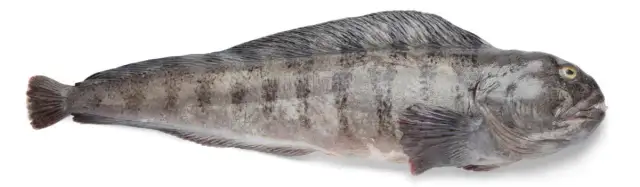 Czy ryba zębacz jest zdrowa? Poznaj prawdę o jej właściwościach odżywczych