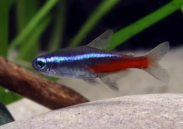 Jak rozmnożyć neonki: Sprawdzone metody i warunki do hodowli