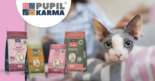 Najlepsza Sucha Karma dla Kota w 2026: Karmy z Najlepszym Składem