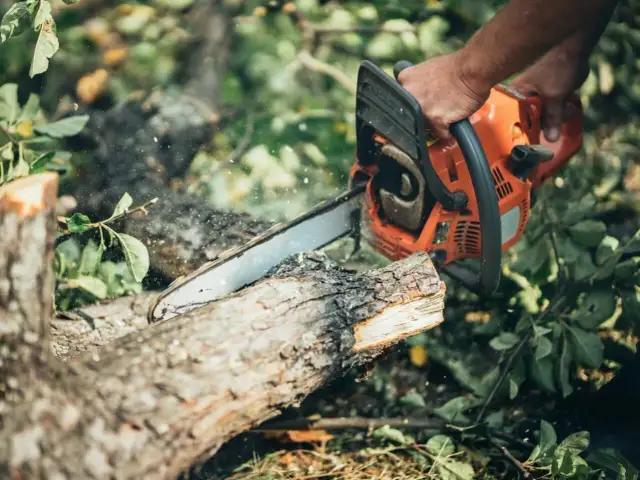 Jaką pilarkę kupić, aby uniknąć błędów i wybrać najlepszy model?
