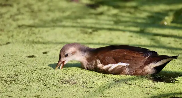 Naturalne eliksiry - przepisy na nalewki z rzęsy wodnej i piołunu, ich właściwości i opinie