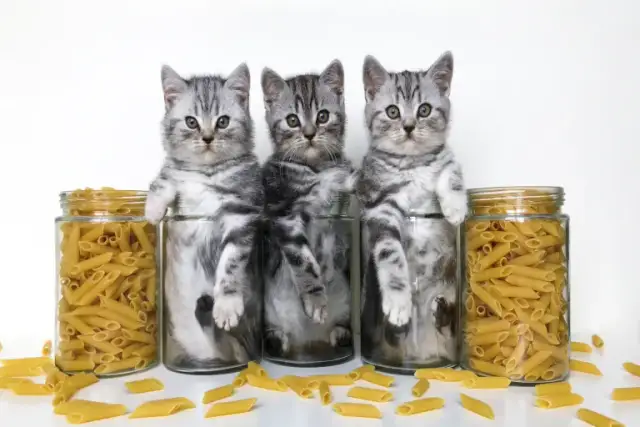 Czy koty mogą jeść makaron: Bezpieczne zasady karmienia pupila w domu