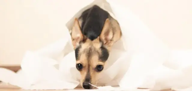 Co dać szczeniakowi na biegunkę – skuteczne sposoby na złagodzenie objawów