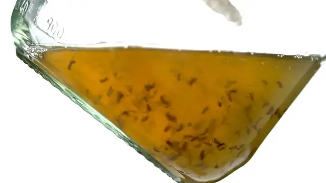 Skuteczne metody na to, jak zlikwidować meszki w kuchni raz na zawsze