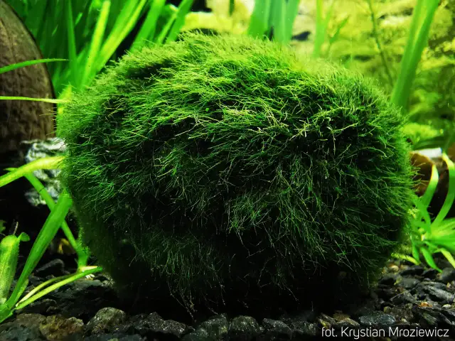 Skuteczne sposoby na zwalczanie brunatnicy w akwarium i ich przyczyny