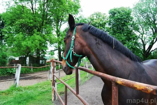 Stadnina Koni Widzów - Historia, Sukcesy i Hodowla Koni