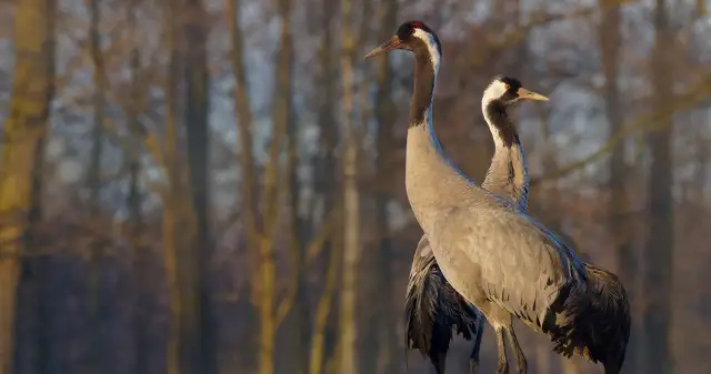Taniec żurawia co oznacza? Odkryj jego głębokie znaczenie kulturowe