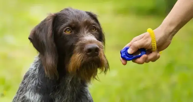 Jak prawidłowo używać klikera do szkolenia psa? Praktyczne wskazówki i błędy, których unikać