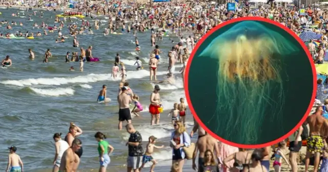 Czy meduzy w Bałtyku są groźne? Sprawdź, co musisz wiedzieć o ich bezpieczeństwie