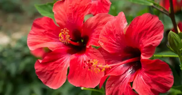 Kiedy sadzimy hibiskus, aby uniknąć błędów w uprawie?