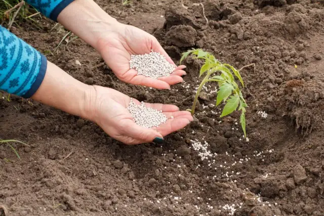 Jak zrobić nawóz azotowy w domu? Skuteczne metody i przepisy na gnojówki
