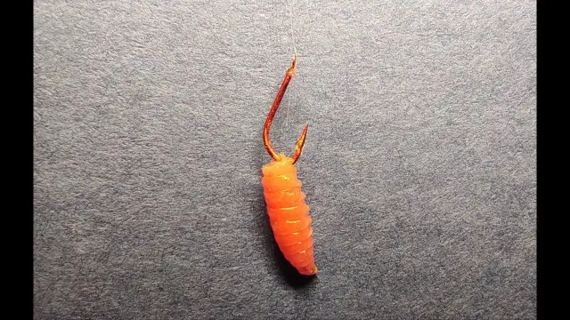 Jak założyć białego robaka na haczyk bez uszkodzenia robaka