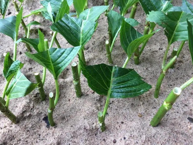 Jak rozmnażać hortensje ogrodowe: skuteczne metody i pielęgnacja sadzonek